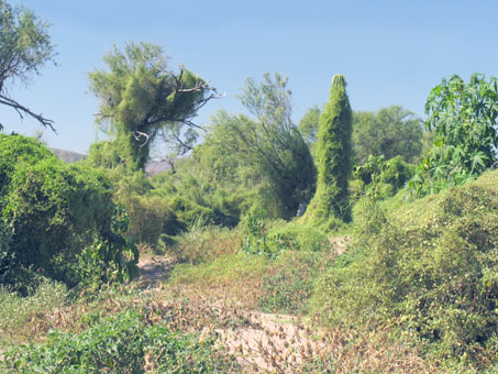 natural topiaries