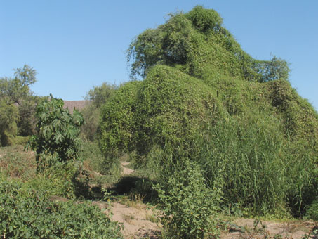 natural topiaries