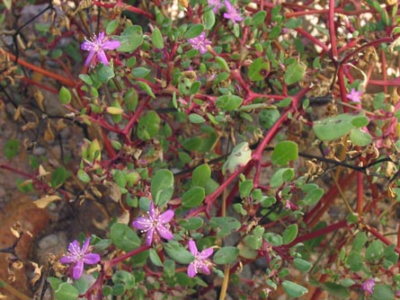 Trianthema portulacastrum