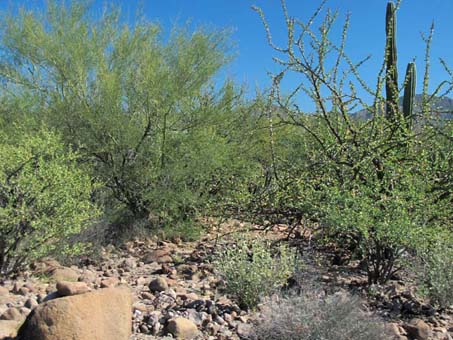 Near Bahia Concepcion, BCS