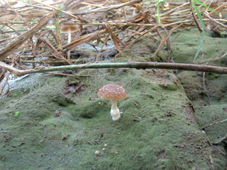 Bryophytes and fungi