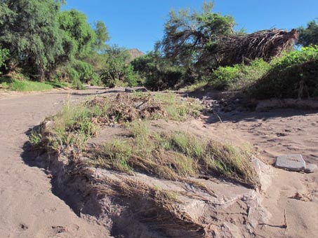 Grasses flattened by flood waters in valley