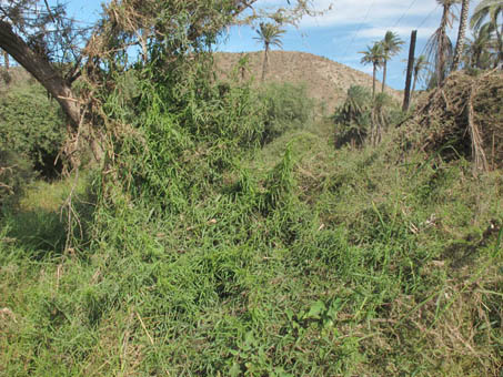 Habito de Güirote (Funastrum hartwegii)