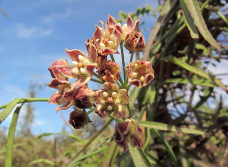 Flowers of Funastrum cynanchoides subsp. hartwegii