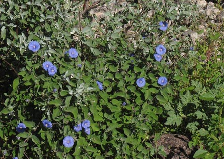 Jacquemontia abutiloides in bloom