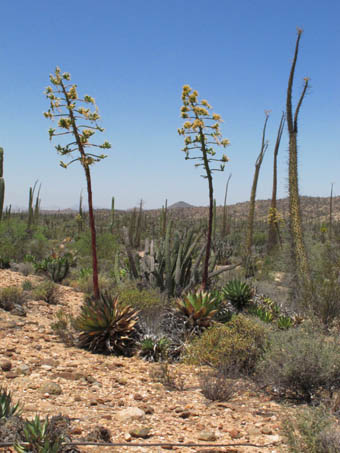 Coastal Agave, Agave shawii cerca de Bahia de los Angeles