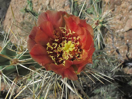 Clavelina, Cylindropuntia molesta, near Bahia de Los Angeles