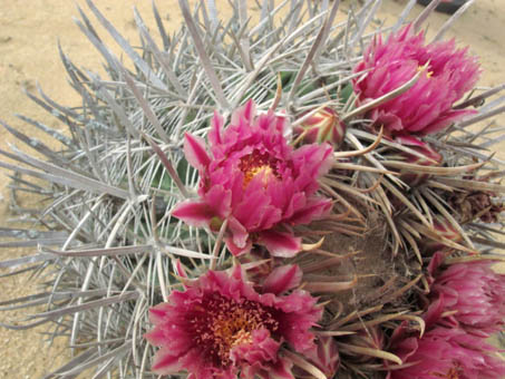 Ferocactus fordii