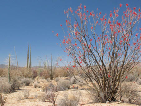 Ocotillo, Palo Adan y Cirio rumbo a Bahia de los Angeles