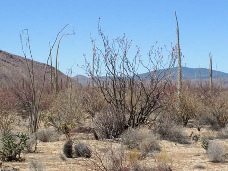 Ocotillo, Palo Adan y Ciro rumbo a Bahia de los Angeles