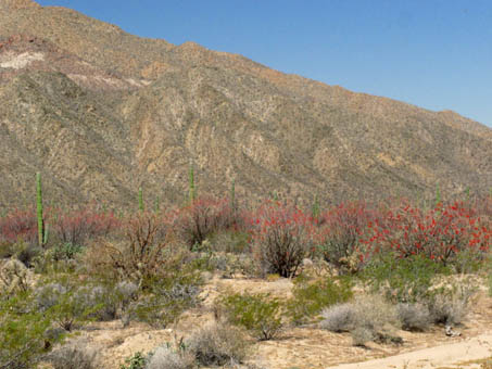 Palo Adan, Fouquieria diguetii