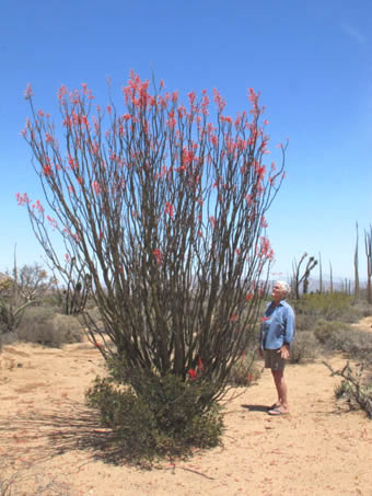 Palo Adan, Fouquieria diguetii cerca de Bahia de los Angeles