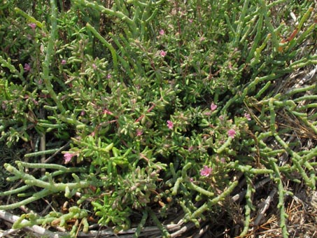 yerba reuma en flor