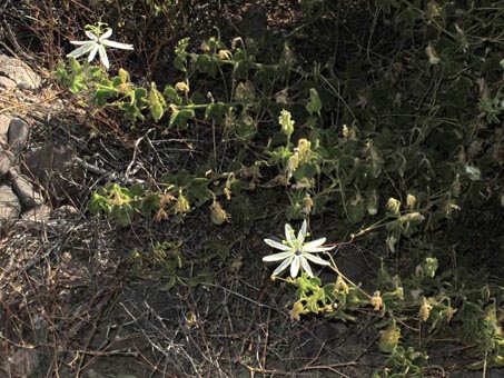 Passiflora palmeri en flor