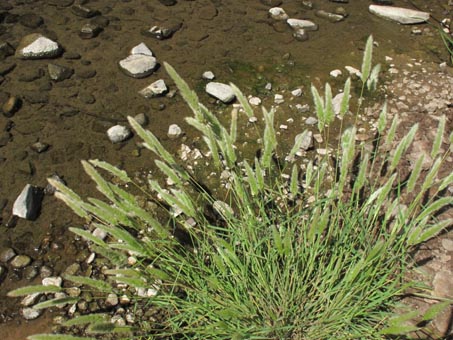 Polypogon monspeliensis