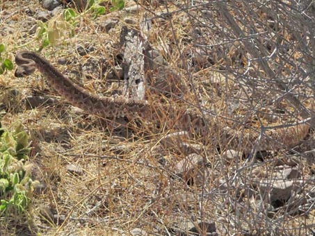 Una serpiente cascabel de cerca