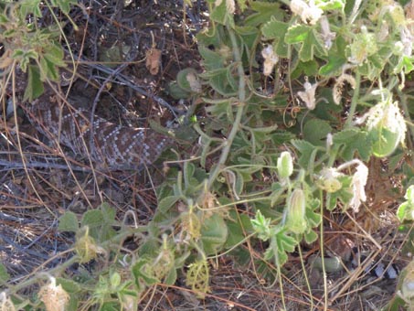 La serpiente cascabel en las matas