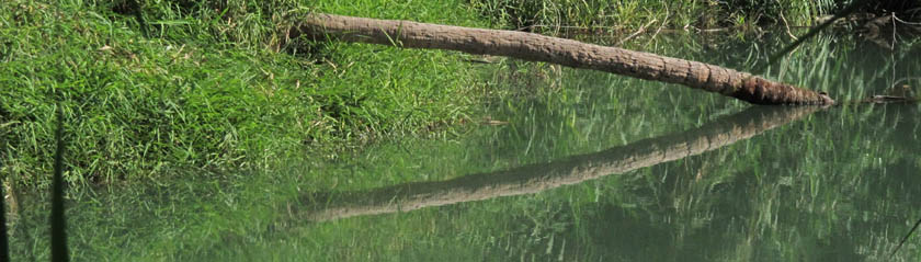 Reflejos en el Rio Mulege