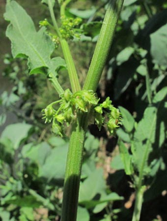 Flores de Rumex inconspicuus