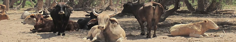 cows resting in shade of tree