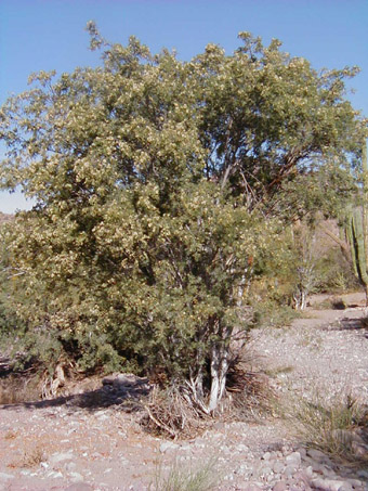 Lysiloma candidum tree