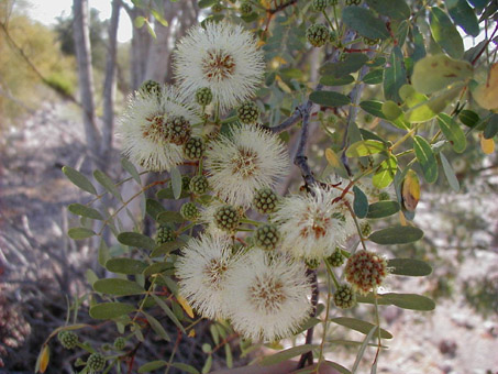 Lysiloma candidum flowers