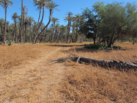 Orchard dry in February