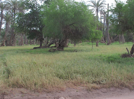 Orchard greenery in Novemeber