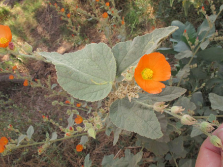 Sphaeralcea ambigua, orange globemallow