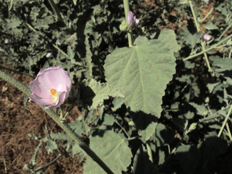 Sphaeralcea axillaris, pink globemallow