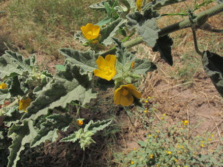 Sphaeralcea coulteri, yellow globemallow