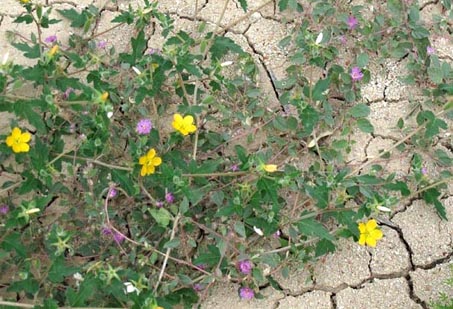 Wildflower mix