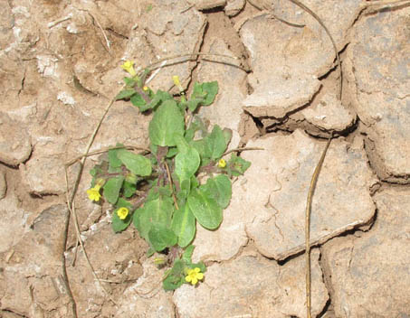 Mimulus floribundus