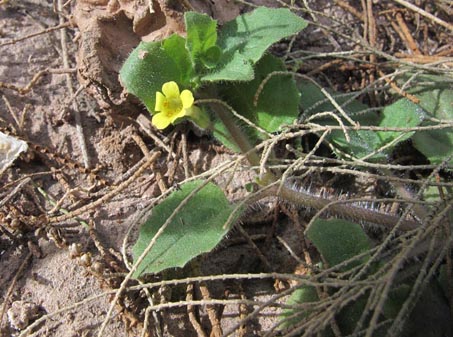 flor de Mimulus floribundus