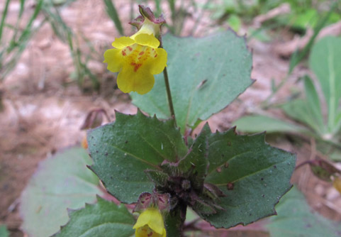 Mimulus brevinasuta flower up close