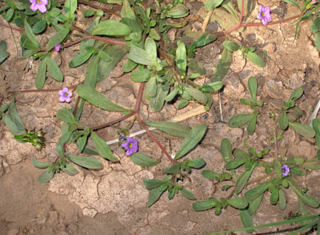 Nama coulteri plant