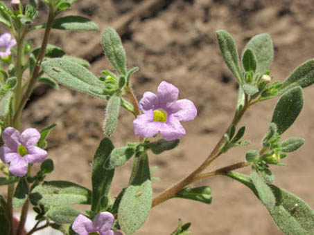 Nama coulteri flowers