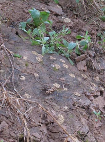 Riccia cavernosa liverworts drying up