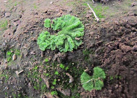 Riccia cavernosa, a liverwort