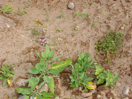 Vegetation at edge of stream