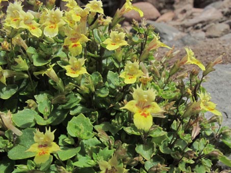 Closeup of Monkey flower