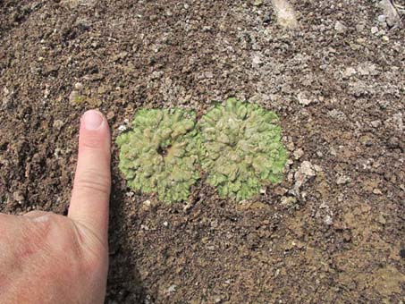 Liverworts