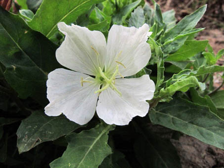 Closeup of Oenothera flower