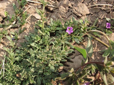 Petunia parviflora habit