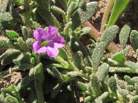 Petunia parviflora flower