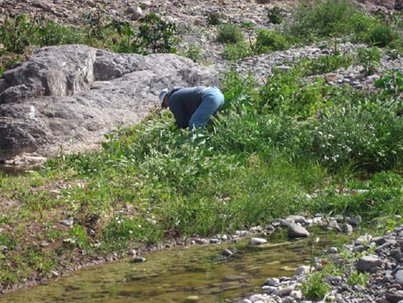 Dense vegetation around the ponds