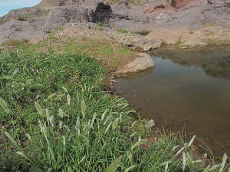 Intermittent pool at edge of river bed