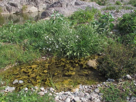 Small pool with heavy vegetation