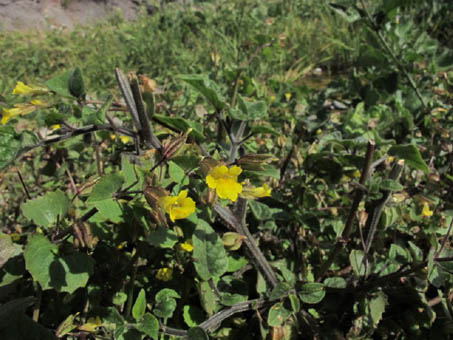 Mimulus glabratus flowers