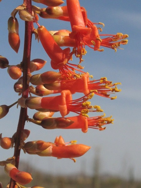 Fouquieria splendens flores